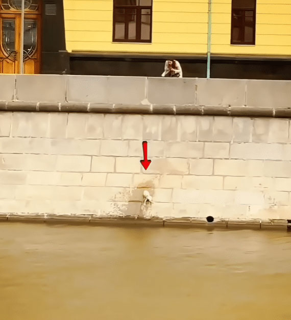 Puppy struggling in the water