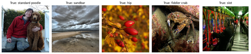 Example ImageNet images and their ground truth labels.