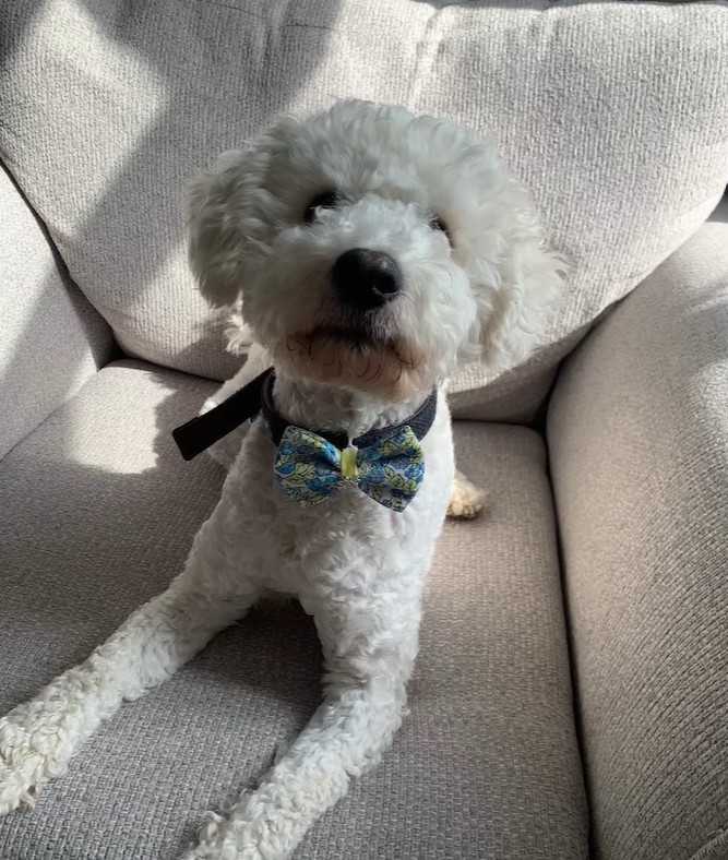 The Newly Rescued Dog