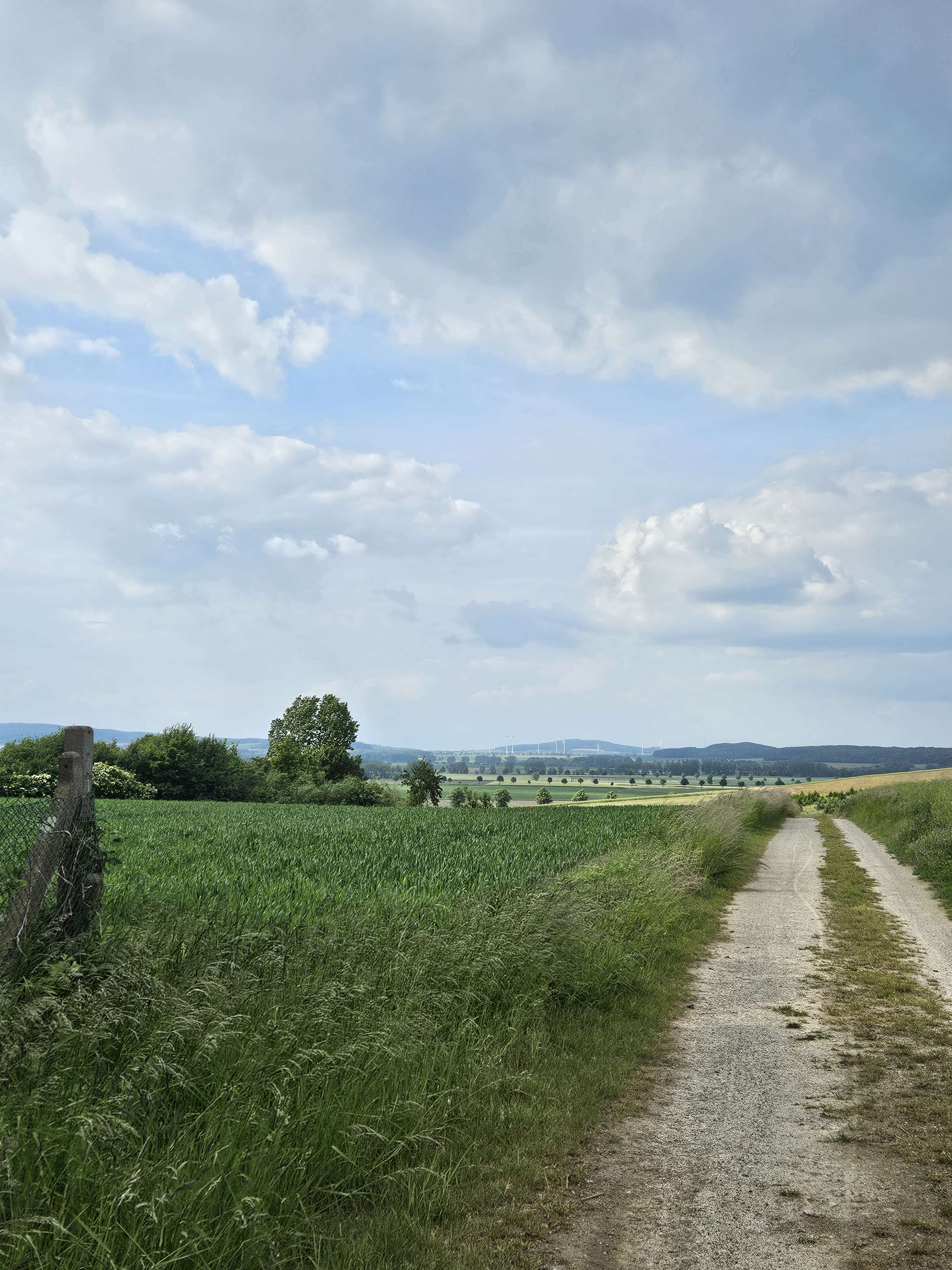 Waldgebiet in Niedersachsen