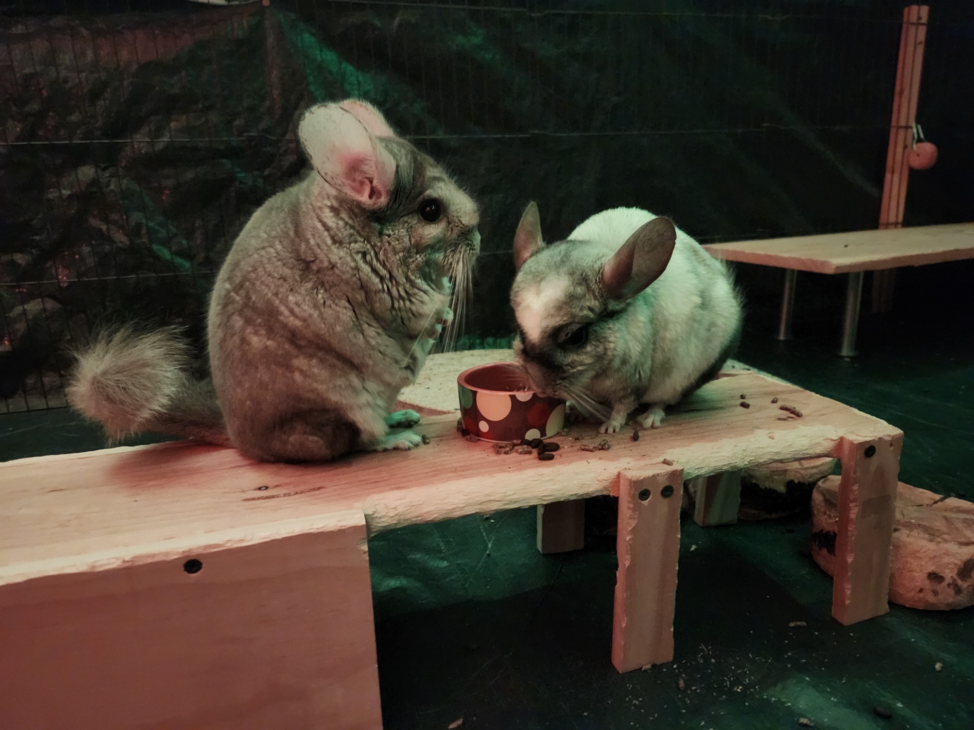 Two chinchillas eating on a raised platform with a food bowl