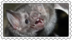 commonvampbat