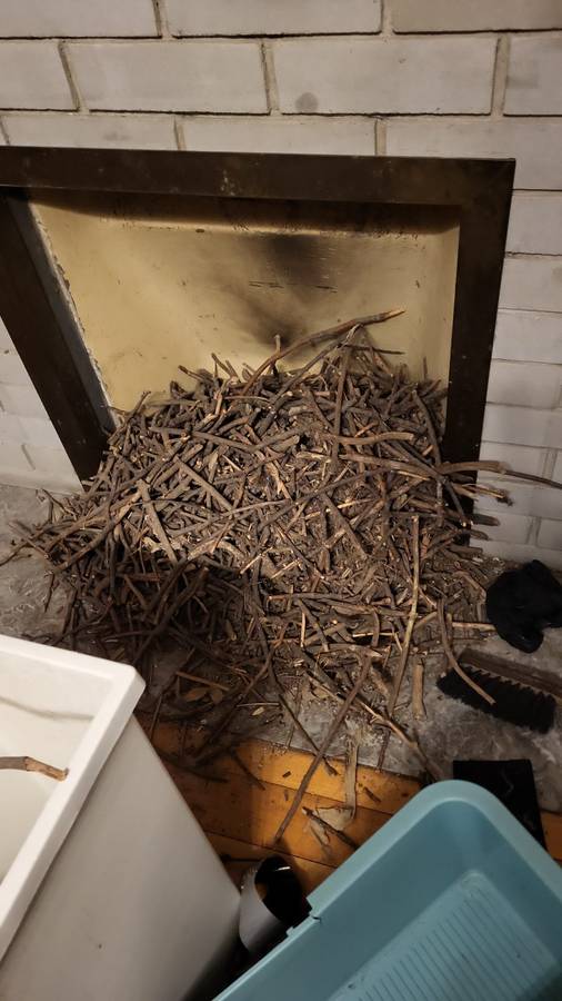 Bird's nest removed from a blocked chimney flue