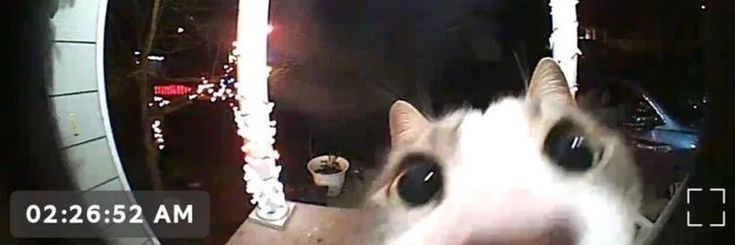 cat staring through camera
