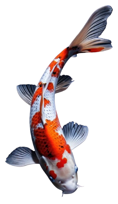 Koi Fish