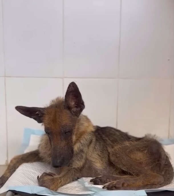 Rescued dog recovery