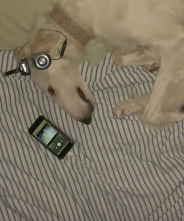 white borzoi listening to music on a phone with headphones
