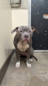Dog looking sad in a shelter