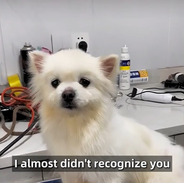 A happy dog after a warm bath