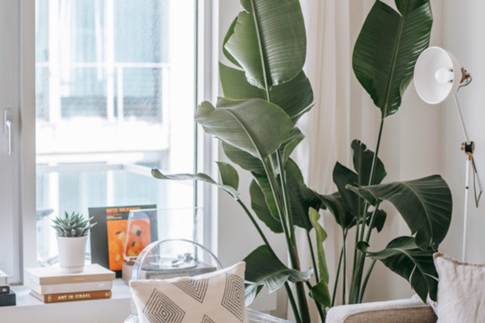 Cozy living room corner with a tall floor plant beside a chair and trailing plants on the shelf above