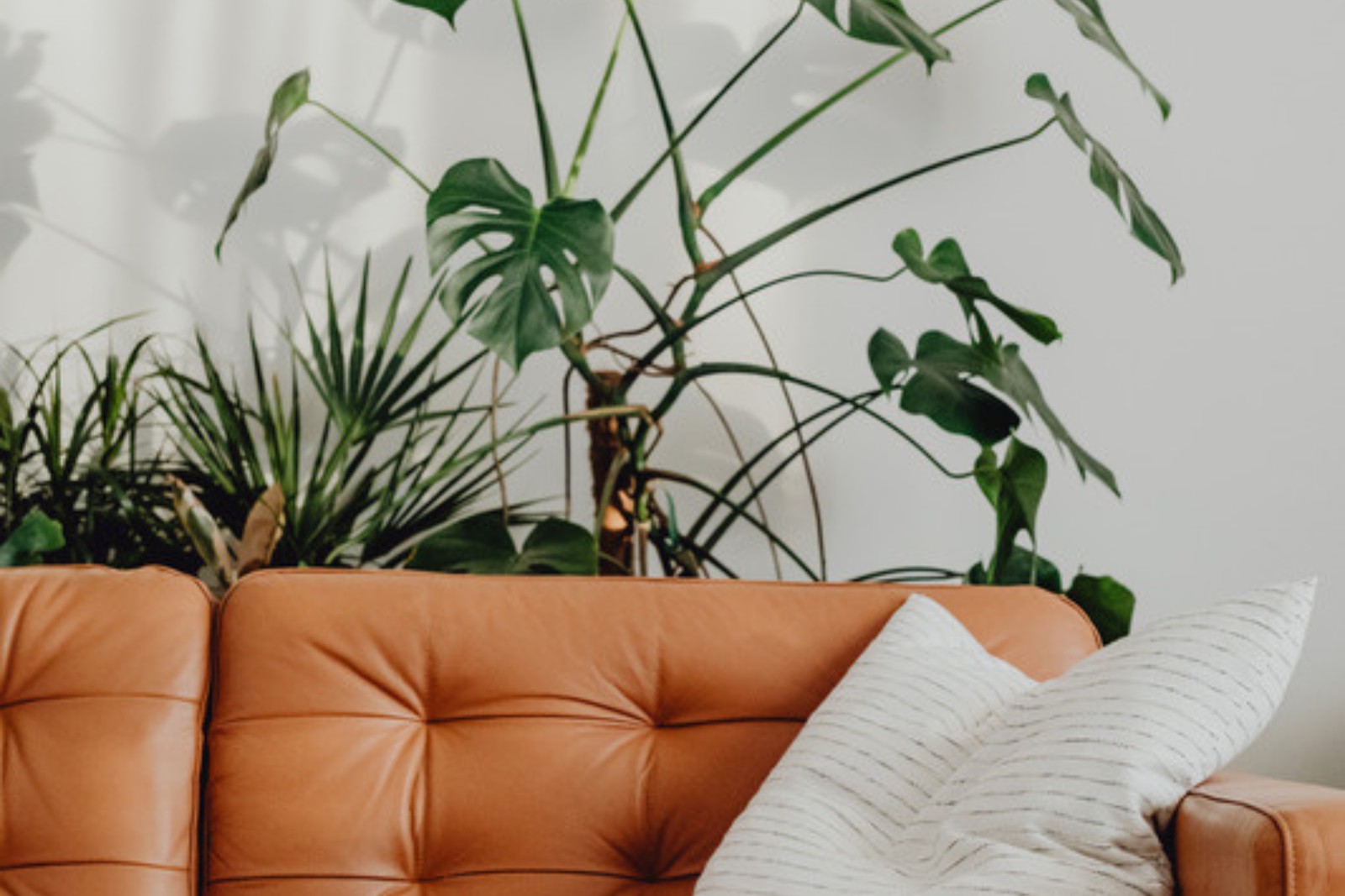 Sunlit living room styled with layered houseplants of different heights around a neutral sofa