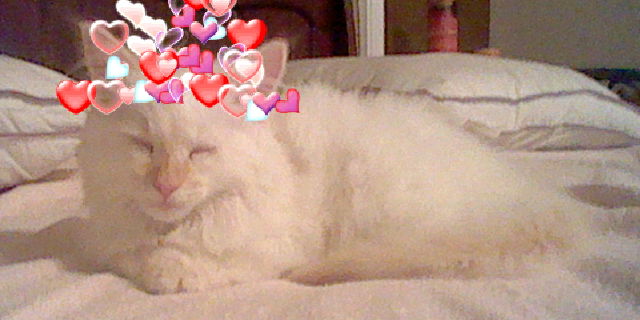 Ángel the white kitten, loafed up ontop of my parent's bed after they've replaced the mattress and pillows. His delicate little eyes are shut closed as he is napping. There are various different valentine heart graphics above his head.