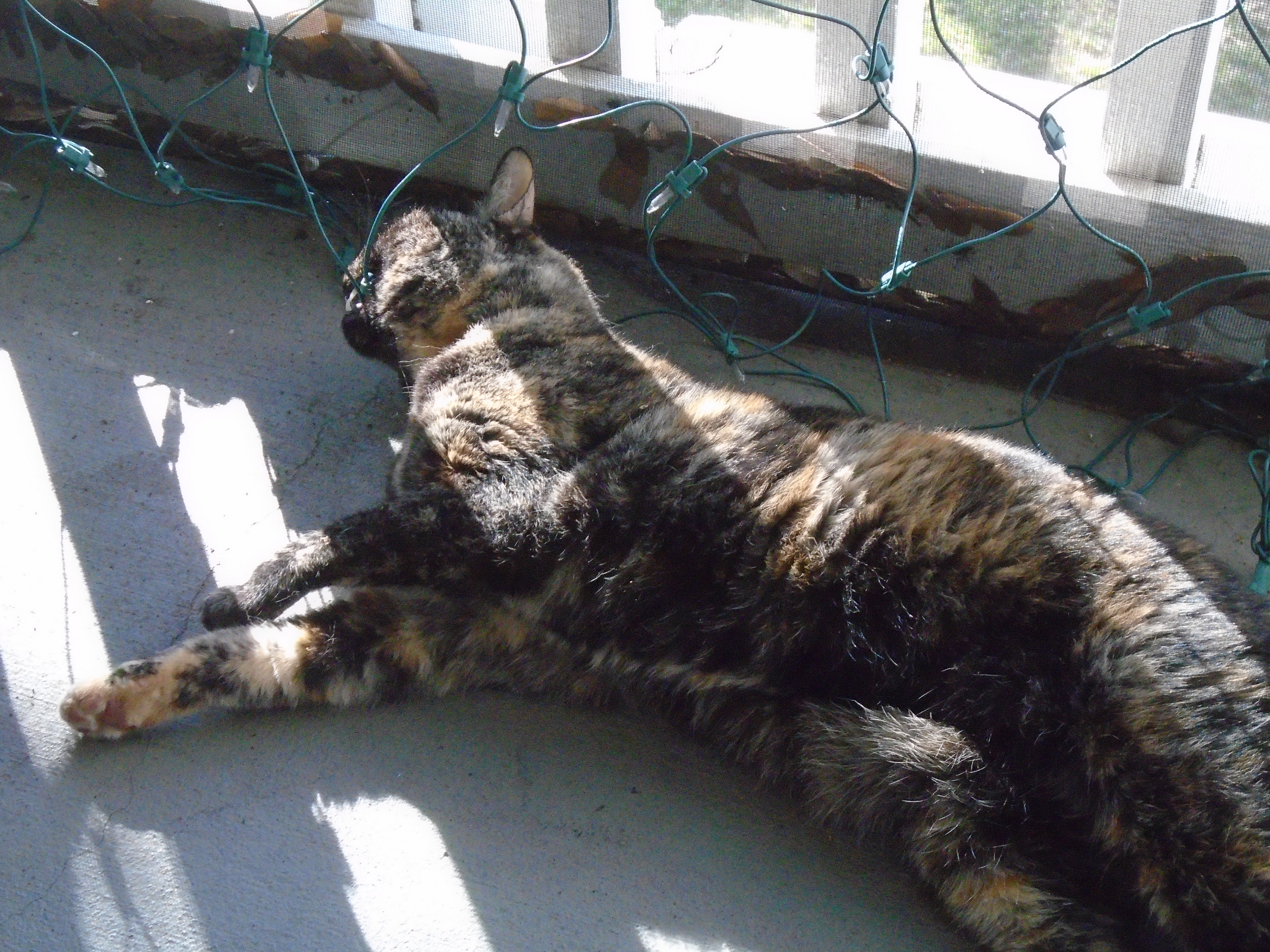 Sashimi biting Christmas lights