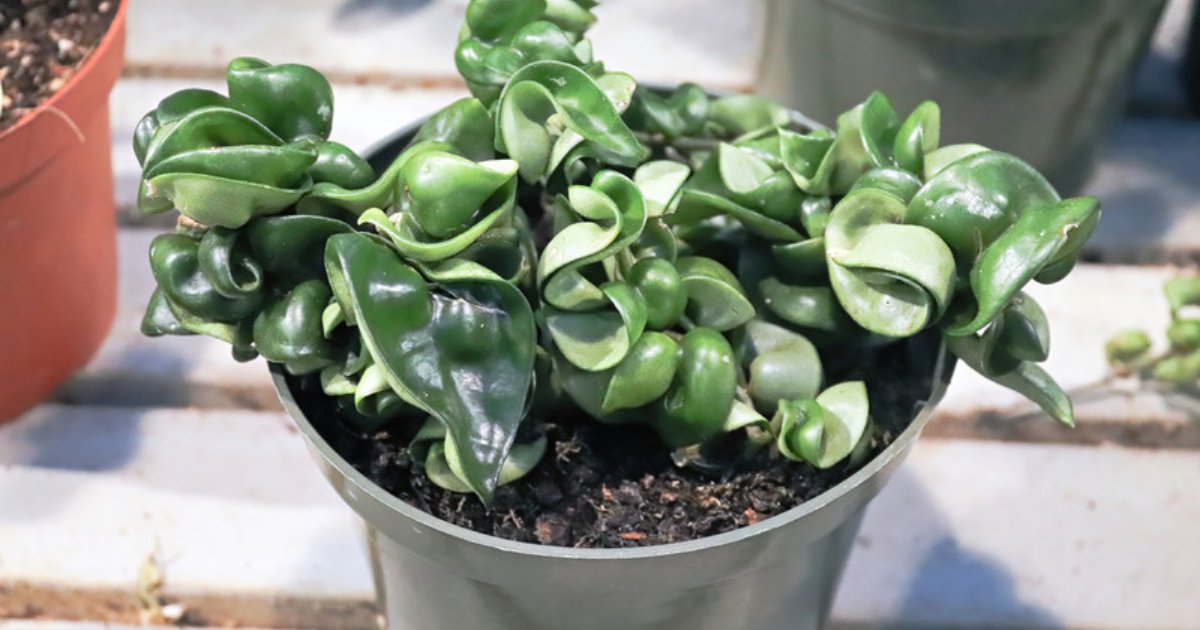 Hoya Rope Plant with dense cascading twisted green leaves trailing from a hanging planter near a bright window