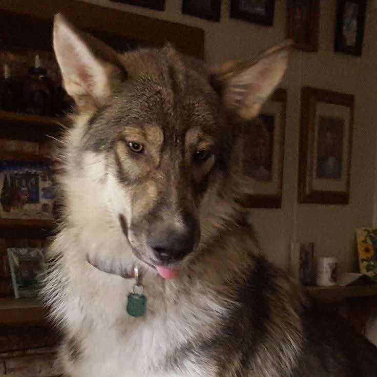 ◟ ``  ⸝⸝⠀˒   STRAY DOG SYS ! ◞ 𐂯's avatar