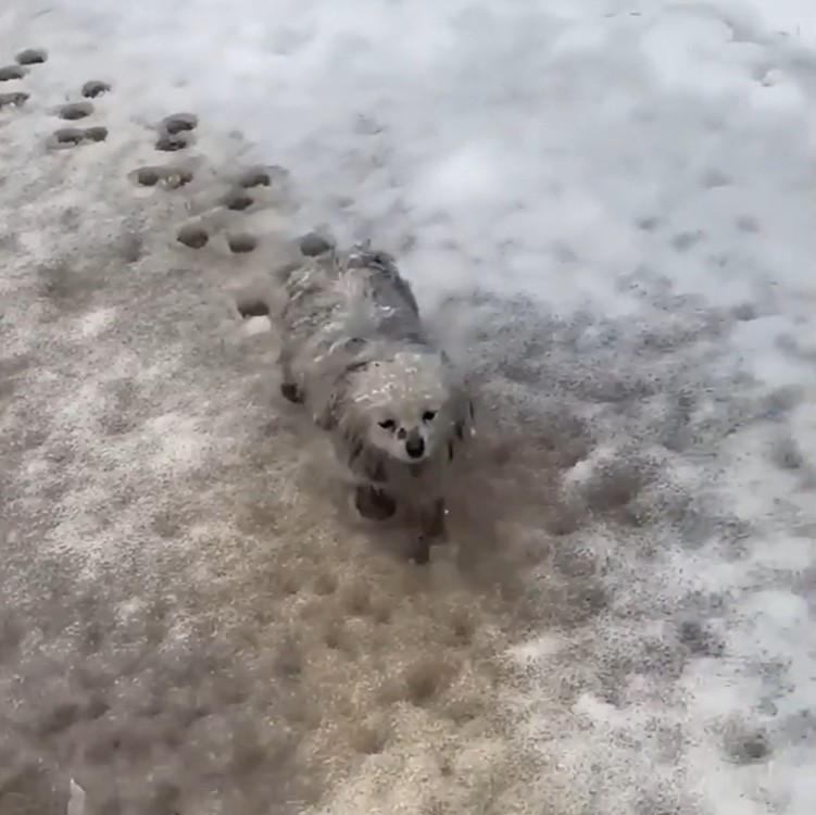 Feeding the rescued puppy in the snow