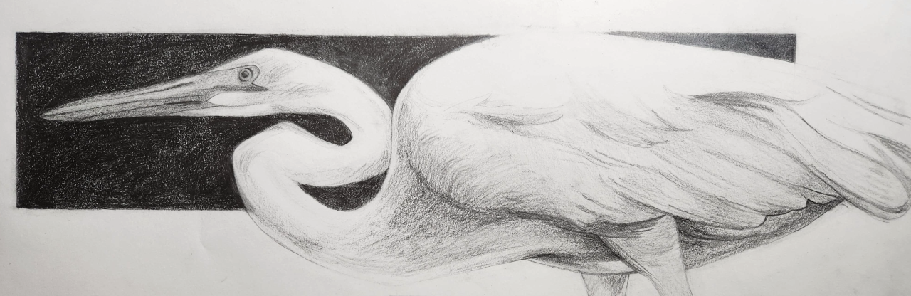 graphite egret, for college art class, February 2023