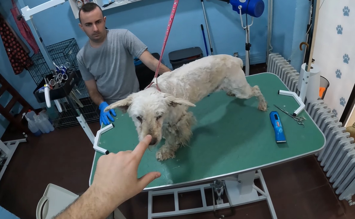 The grooming process revealing the dog's coat