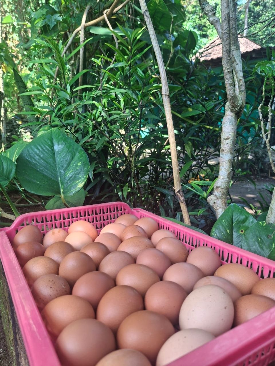 Telur Omega