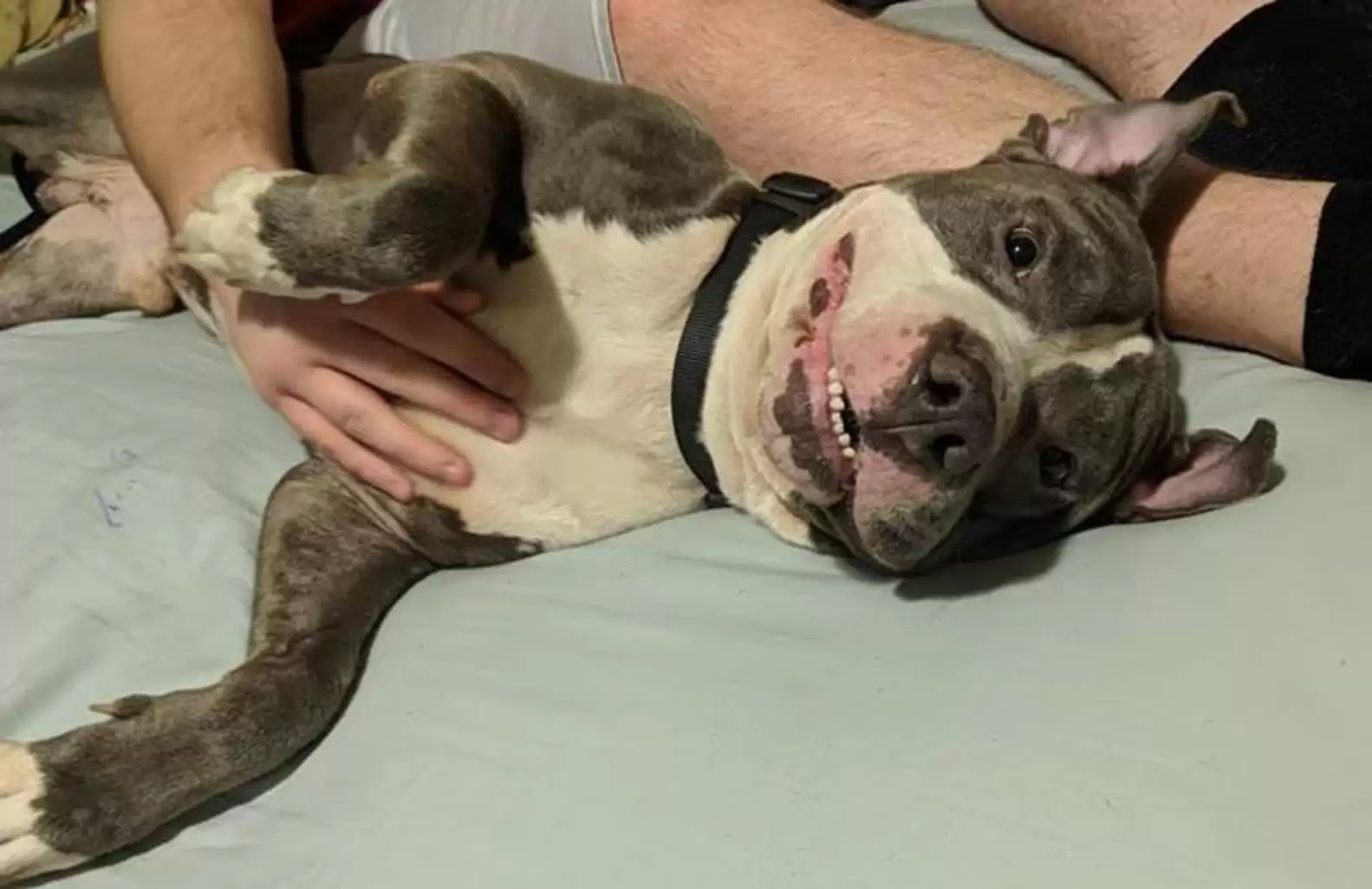 Happy dog resting