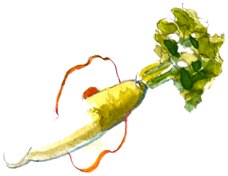 Daikon illustration