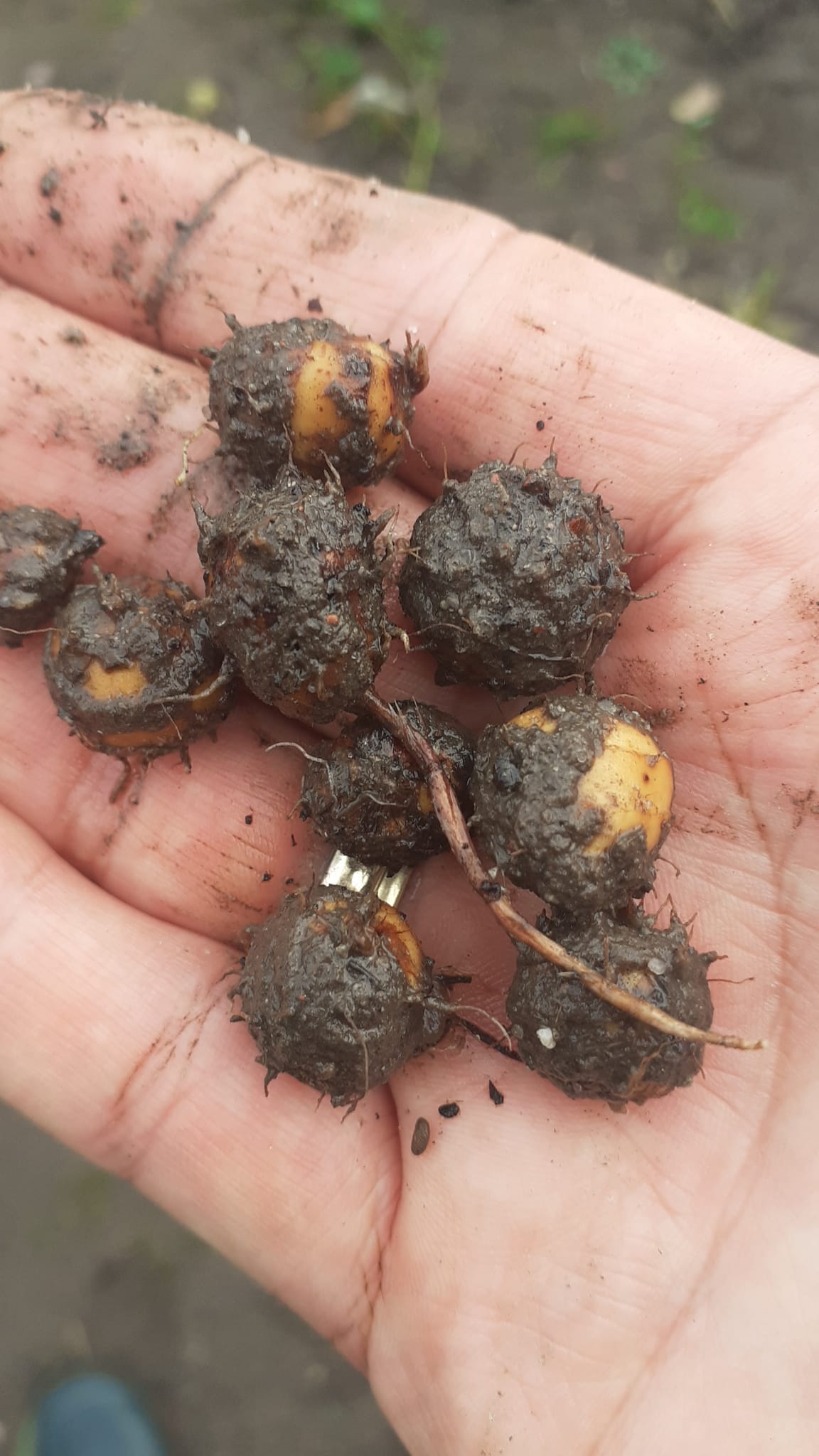 Tigernuts before washing.