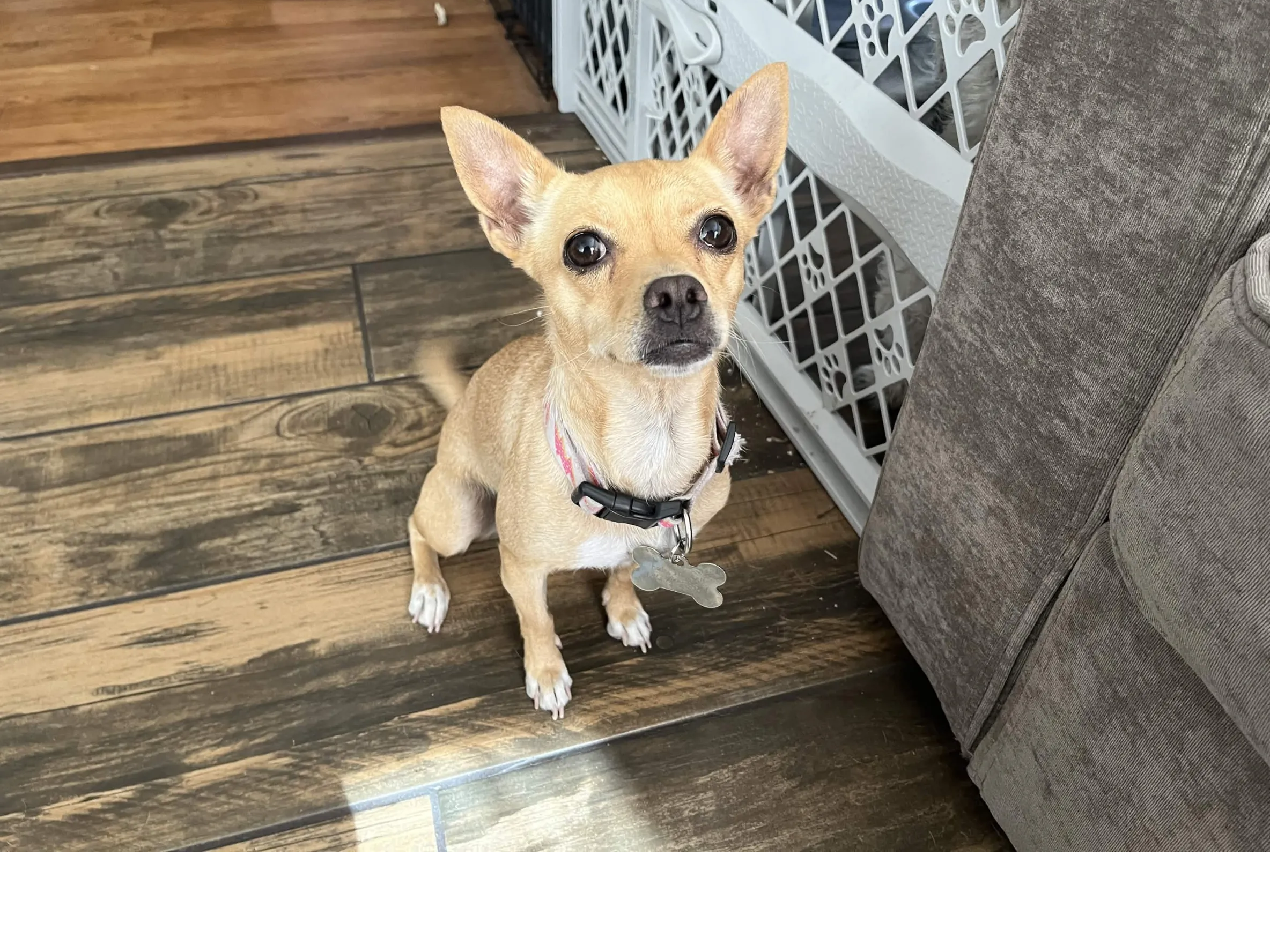 photo of my dog, Bear