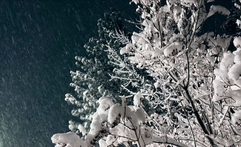 snow in the sierras on a tree