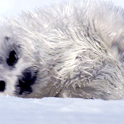 seal