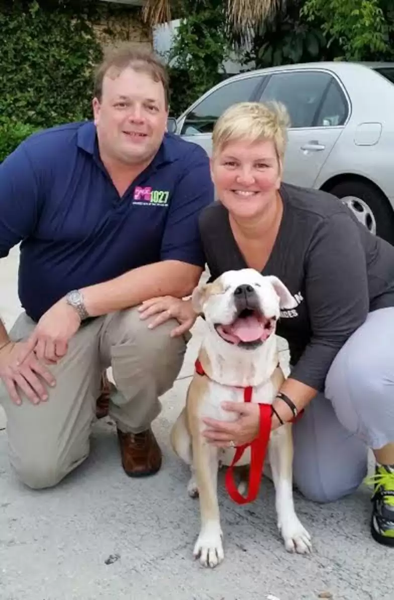 Rescued bulldog happily relaxing in her forever home