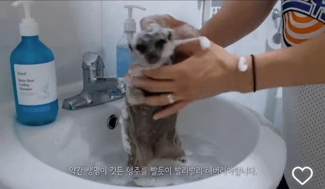 미어캣 샤워 시키는 방법