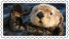 seaotter