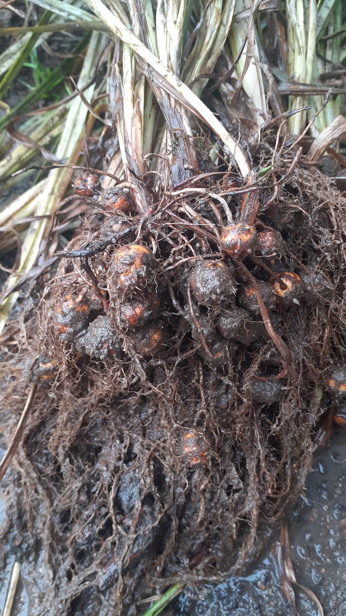 Tigernuts before washing.