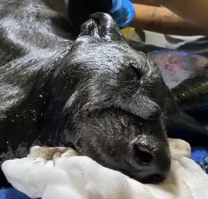 Volunteers cleaning the rescued dog