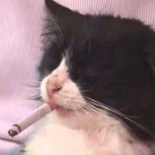 a smoking cat in place of an album cover