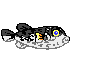 pufferfish inflating
