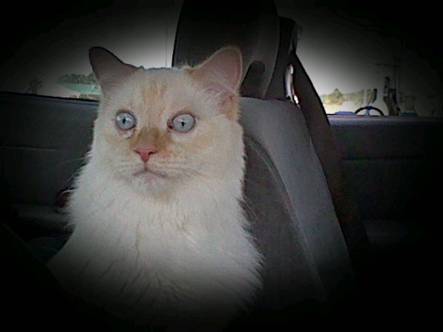 Ángel facing the camera but looking at something past the camera and to the left (from the camera man's perspective). He is inside our old famiily car and most likely looking at something on the other side of the the passenger side window as he's staring attentively straight ahead. Wide-eyed, his slit pupils are pronounced and his pale blue eyes are prominent