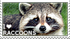 raccoon