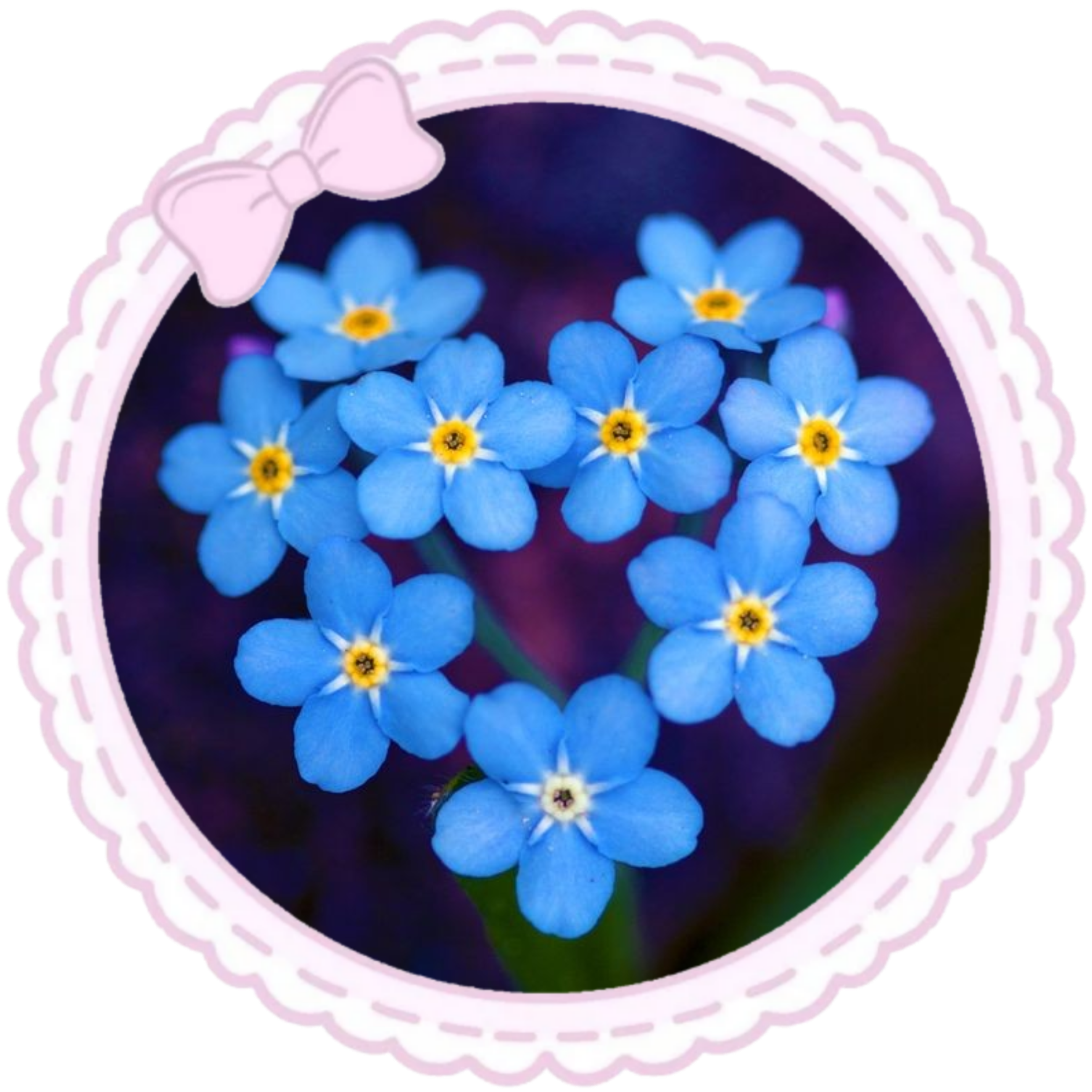 forget me not