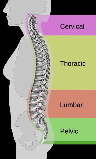 Sign 10: Interscapular Back Gnawing (Between Shoulder Blades)