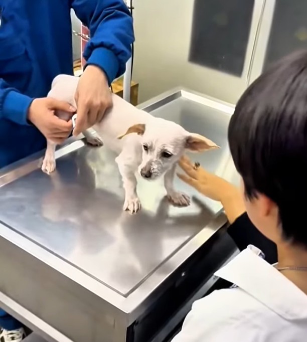 Puppy recovery