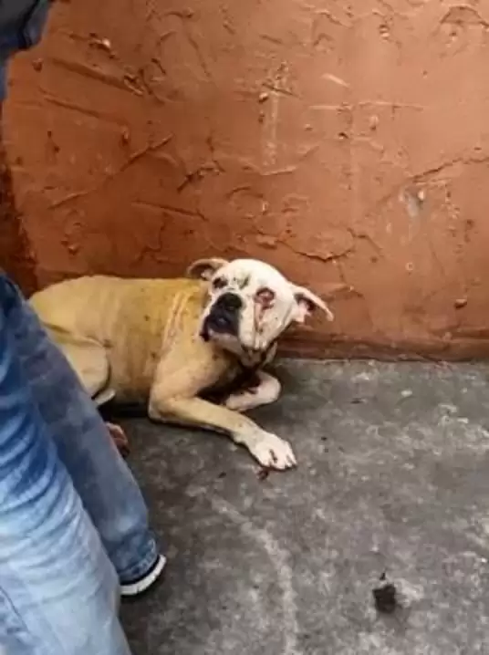Chained dog waiting for help