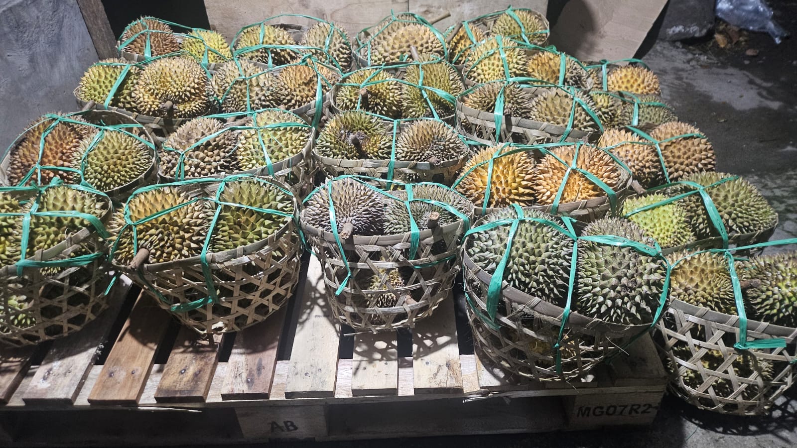 Durian Bali Singaraja Biasa - Harga Terjangkau