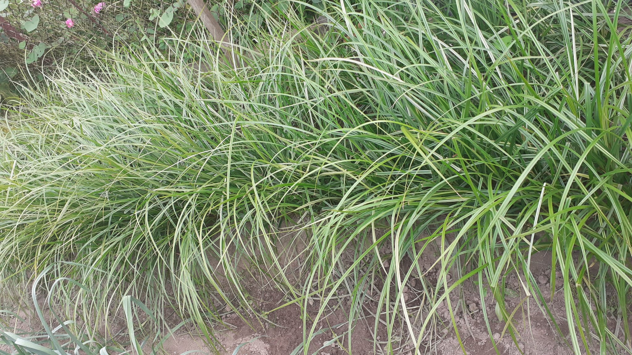 Tigernuts growing on a mound.