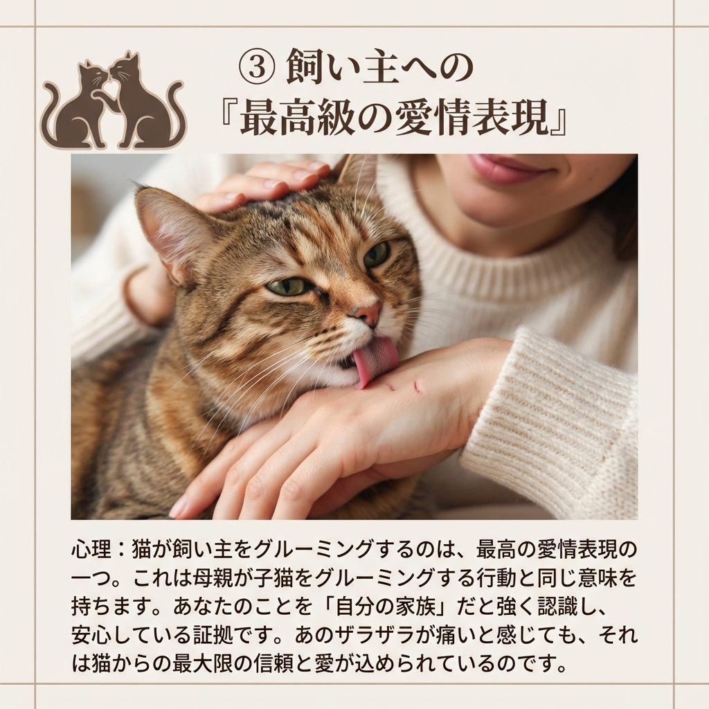 猫の舌ザラザラは愛の証!その秘密を徹底解説 - Image 5