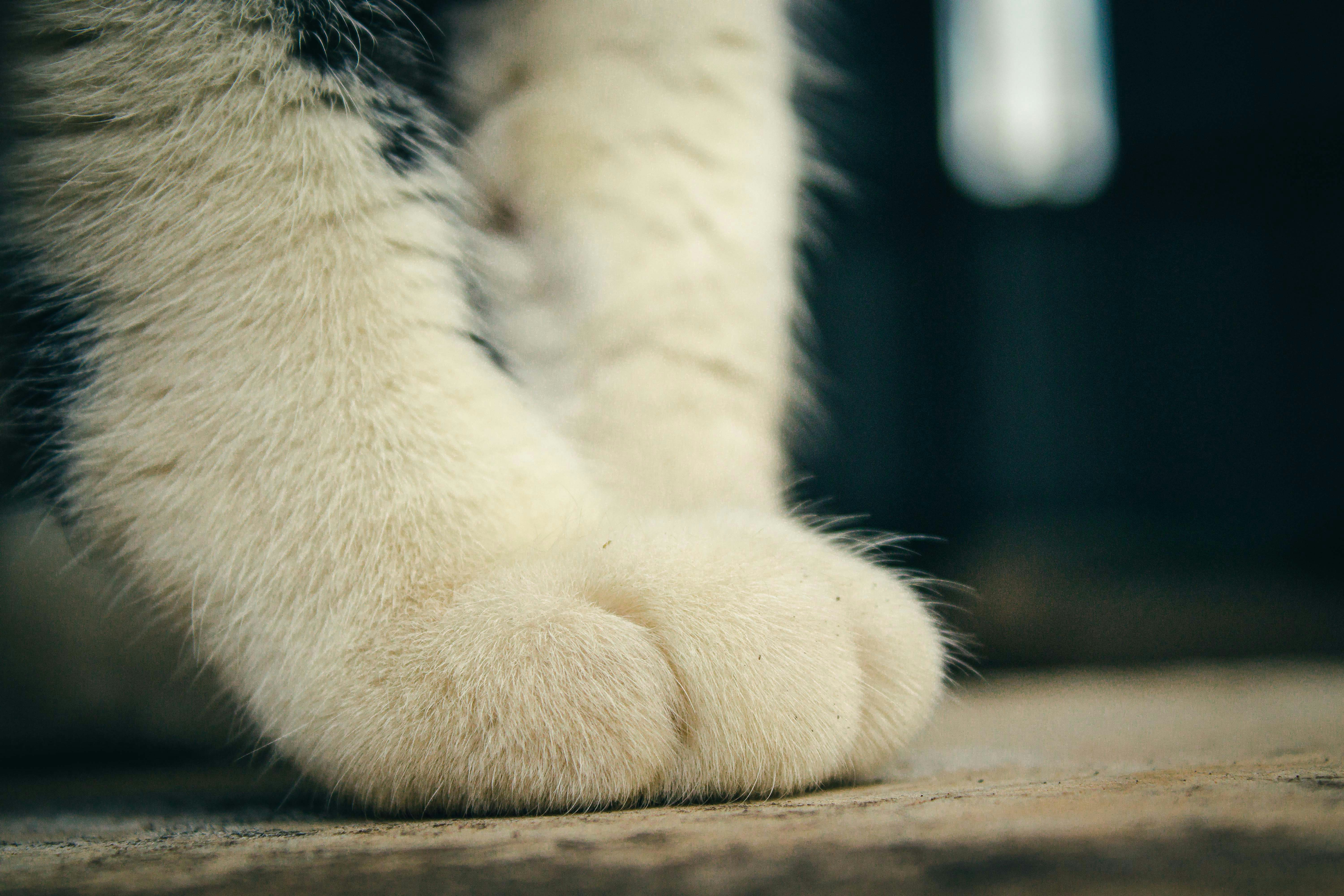 cat paws