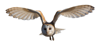 barn owl.. again!