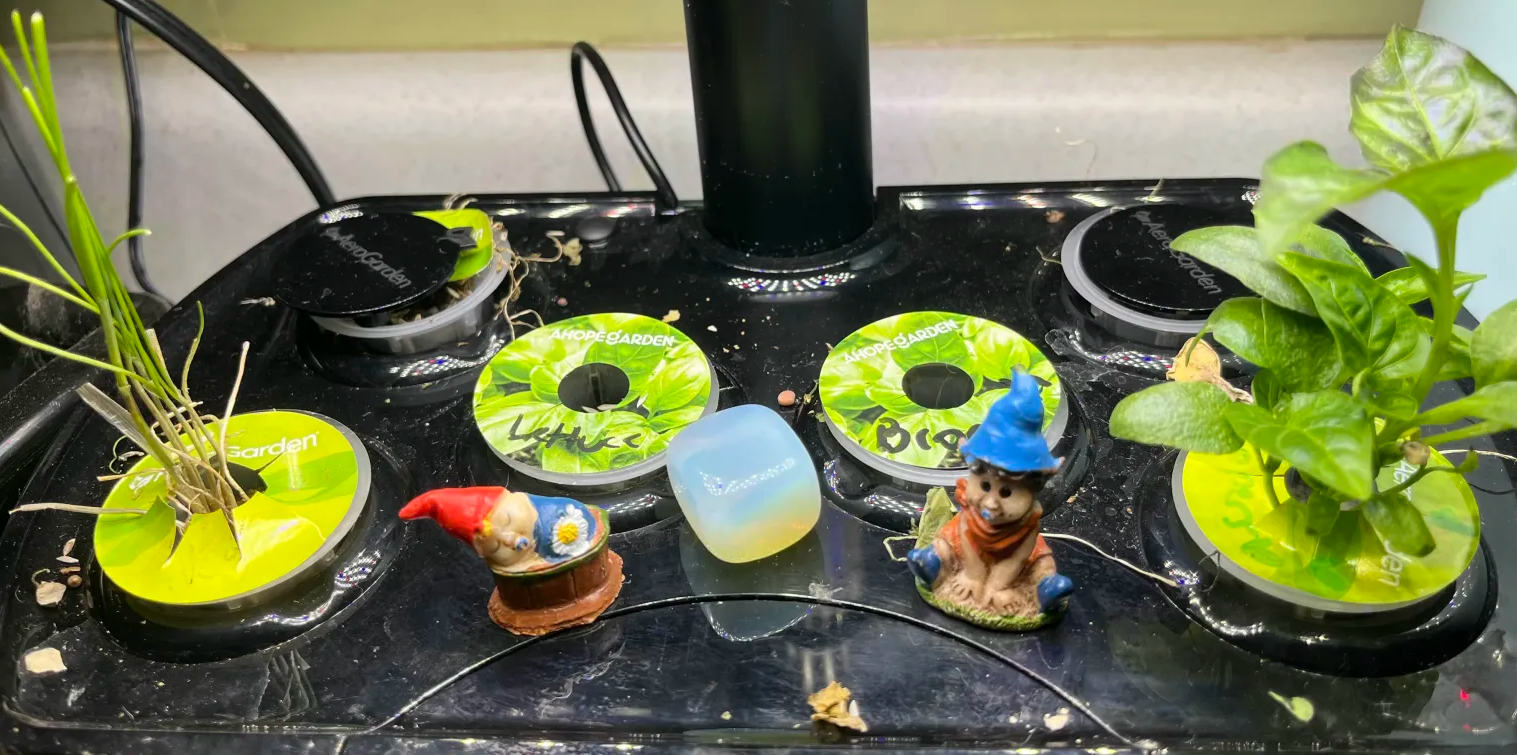 AeroGarden on December 31st, after the radishes, tomatoes and broccoli were removed. The negi and peppers are still growing, and there are new sprouts for lettuce and broccoli seeds.