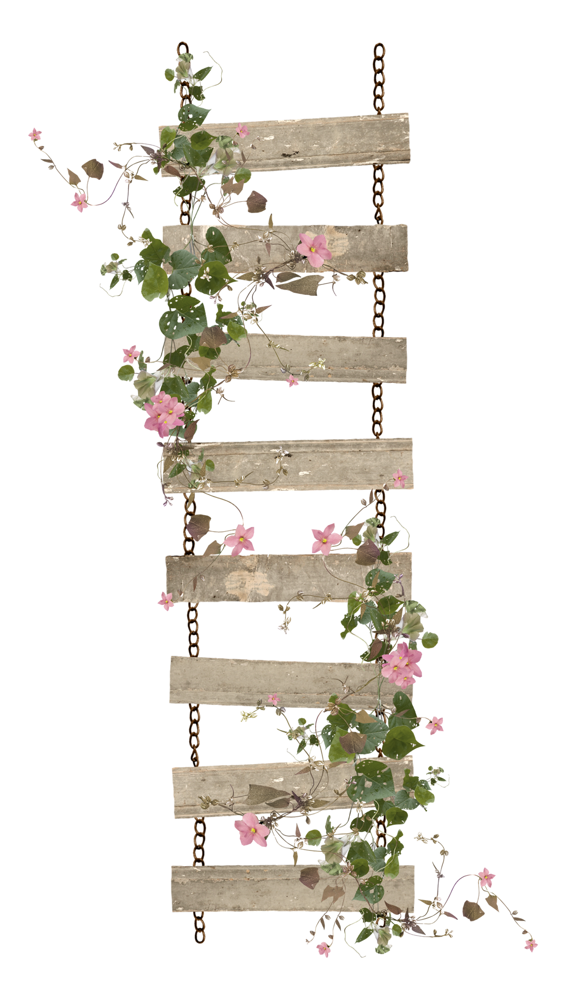 ladder