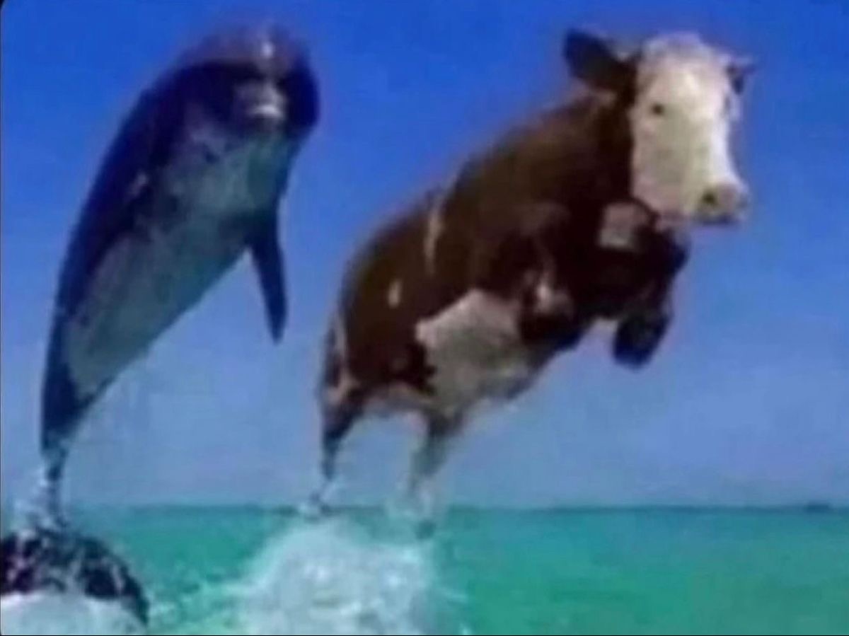 a dolphin and a cow jumping over the water